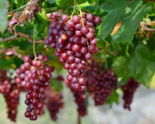 Grapes-Table-Crimson-Seedless