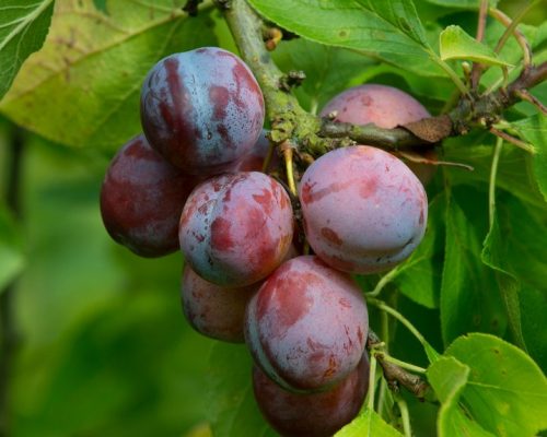 Plum "Opal" ripe fruit on tree Norfolk UK Europe