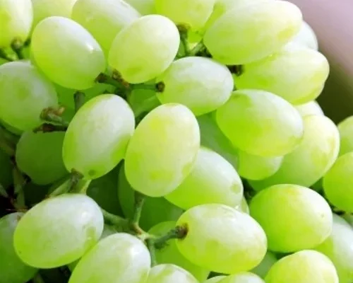 fresh-seedless-grapes-500x500