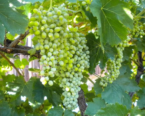 grape-vine-thompson-seedless-1