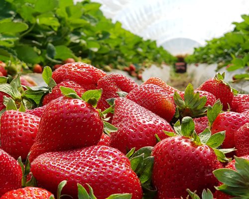 Strawberry,Field,On,Fruit,Farm.,Fresh,Ripe,Organic,Strawberry,In