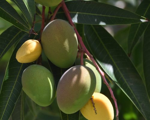 Ripening mango tree growing ripe on a lush tree in a garden.