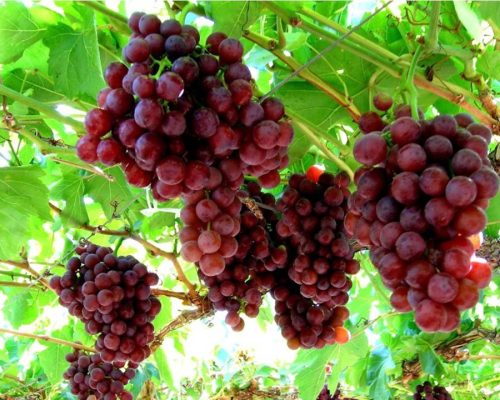 vineyards-red-sort-cherveni-lozi-grozde-Flame-Seedless